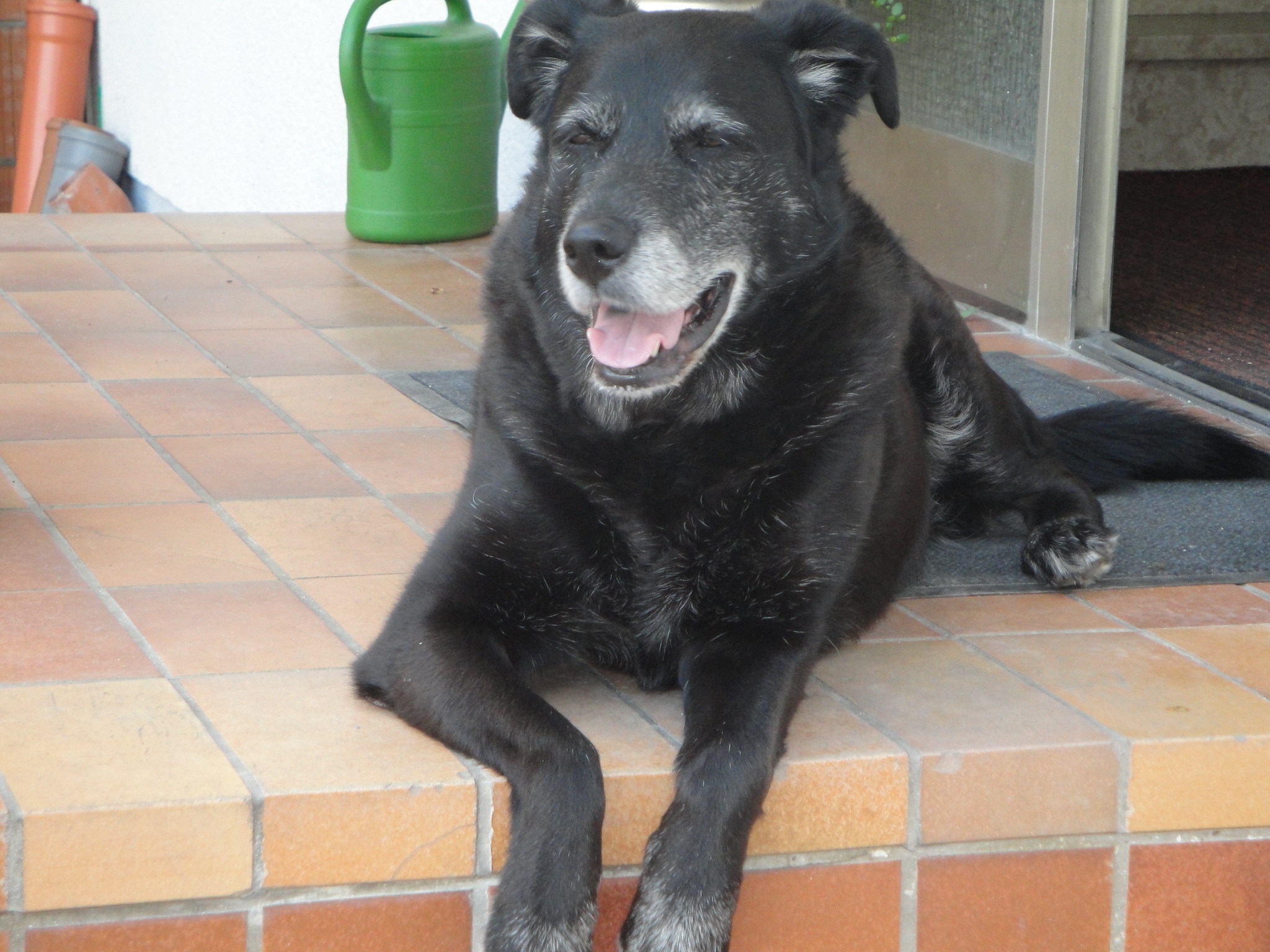 Lissy - Bandscheibenvorfall.JPG (2048 x 1536)